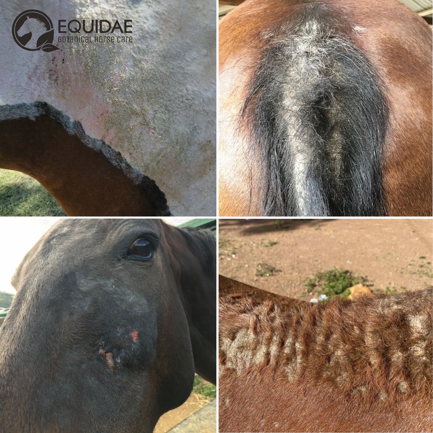 Equidae DERMAblend 1.5kg - Image 3