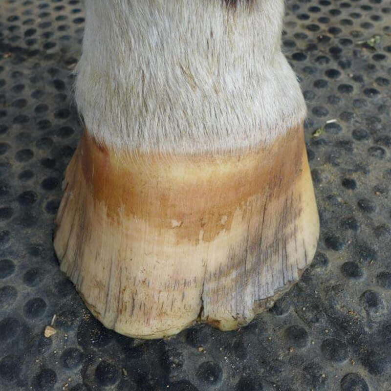 Equidae HOOFblend 900g - Image 4