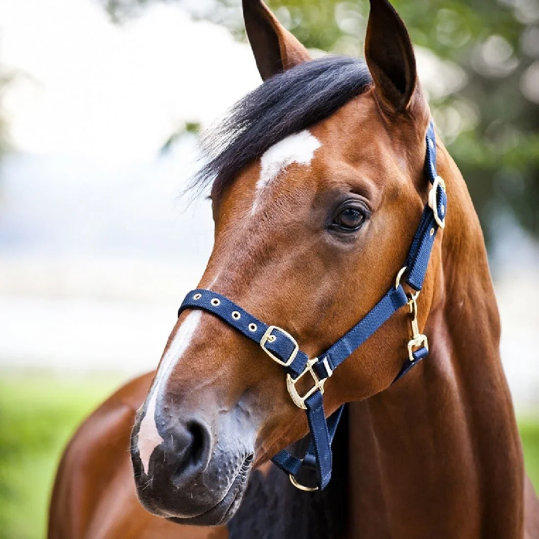 Horze Open Nose Halter