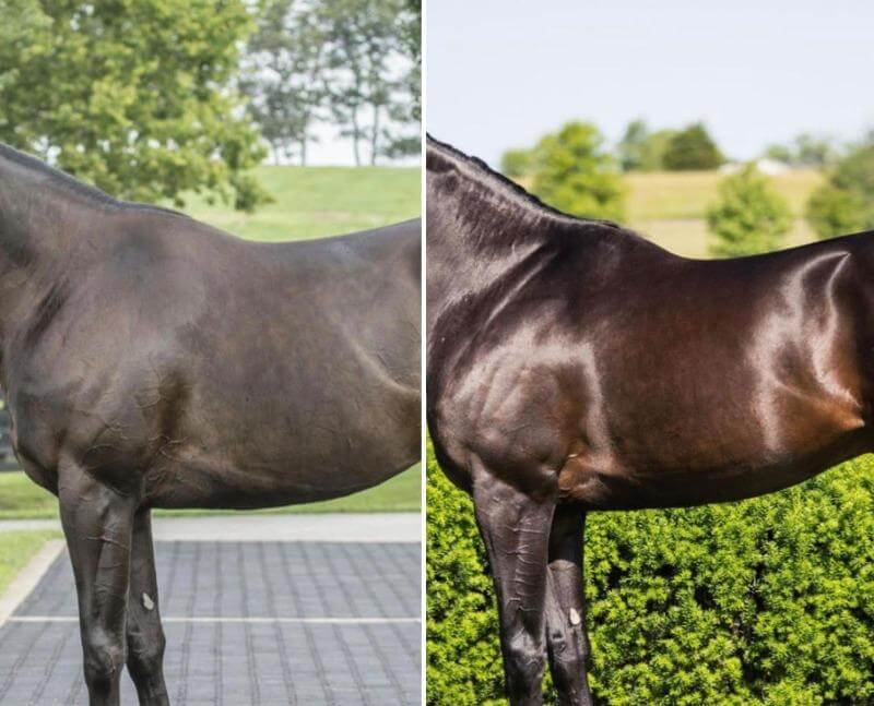 Equidae NUTRIblend 1.8kg - Image 2